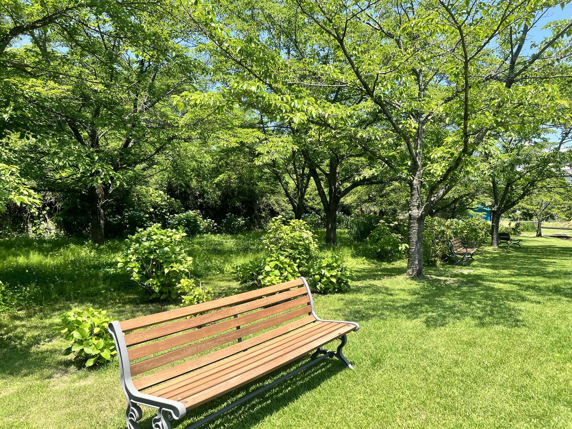 240614大賀ハス園