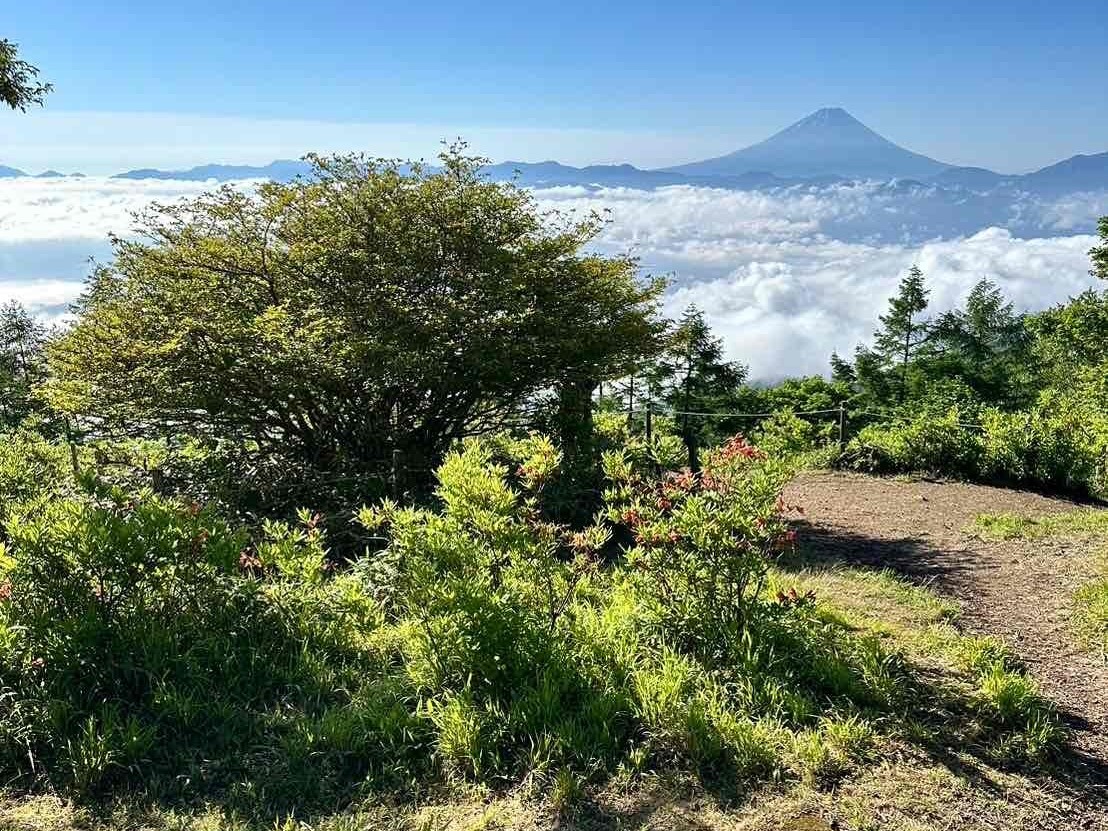 240619甘利山レンゲツツジ