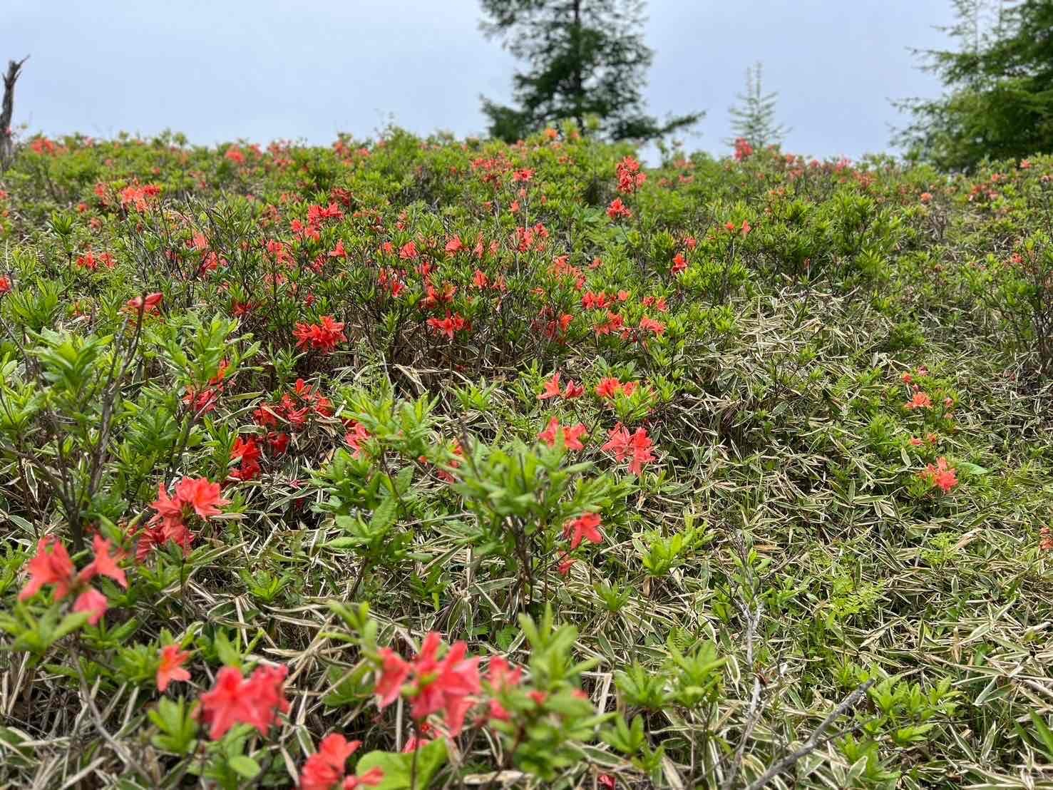 240620甘利山レンゲツツジ