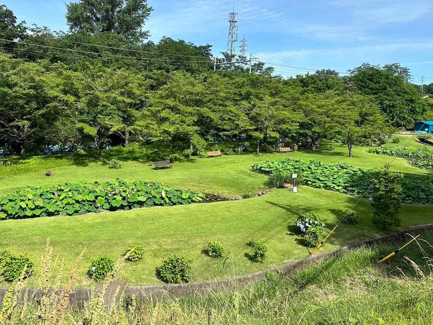 240702大賀ハス