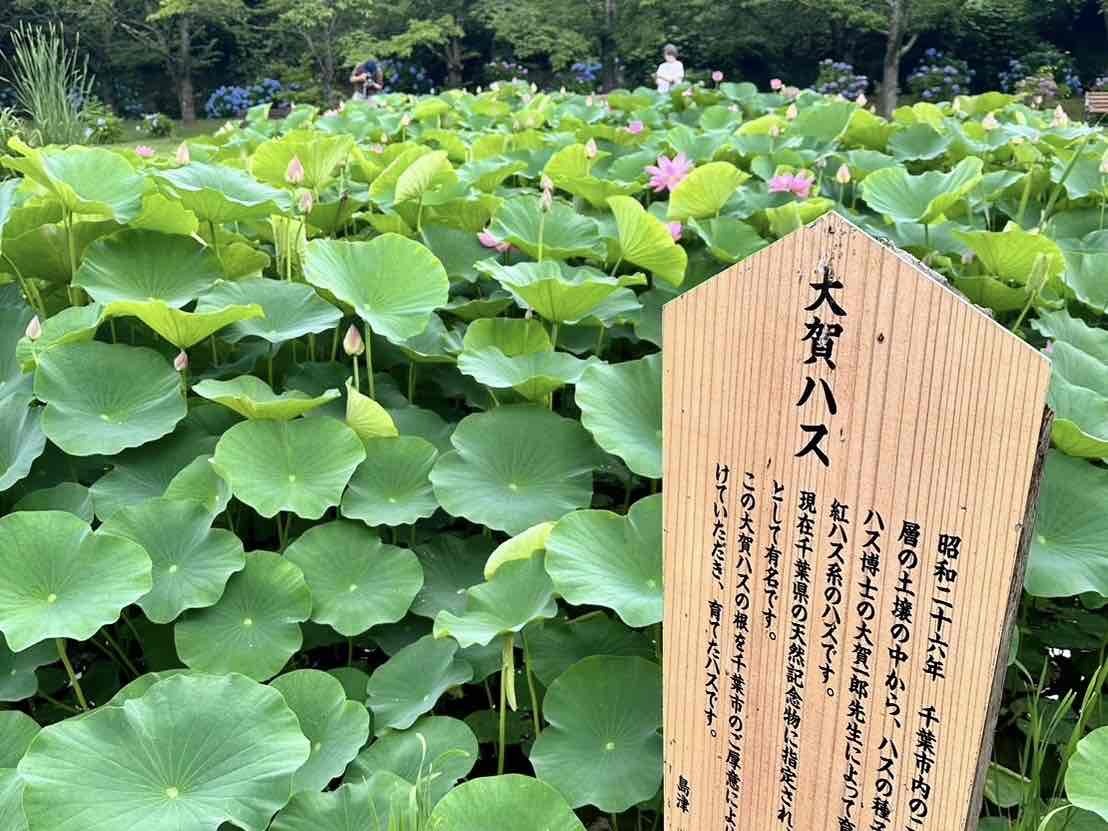 240709大賀ハス