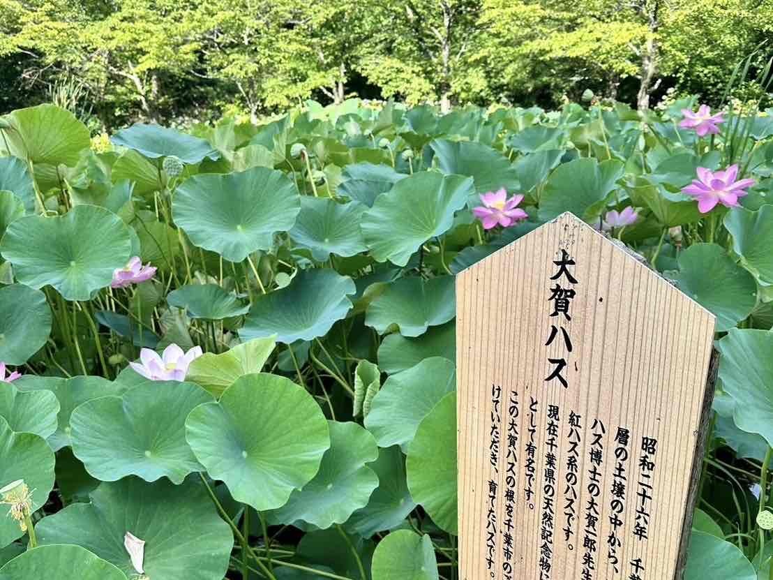 240730大賀ハス