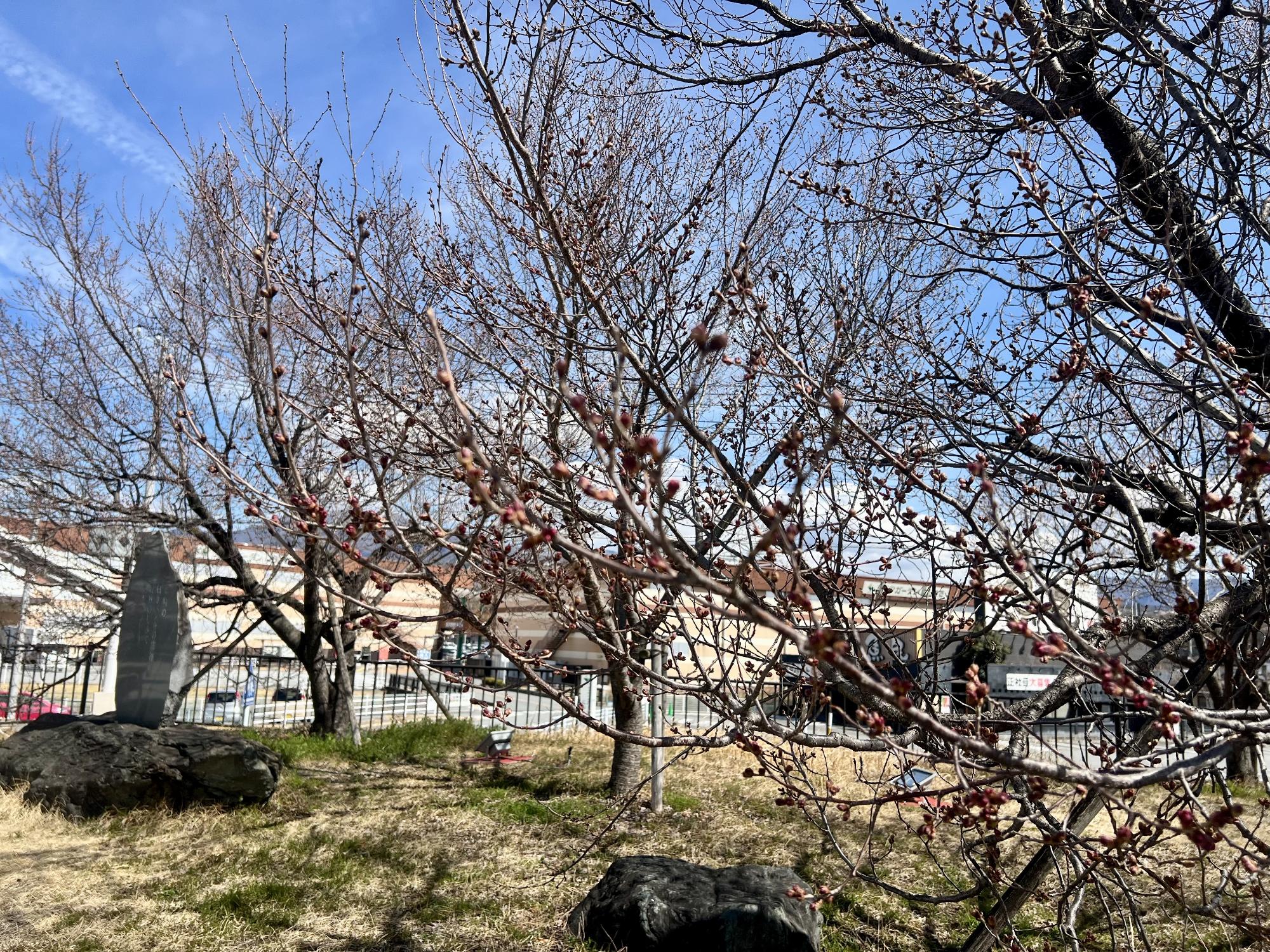 250318韮崎駅前広場桜