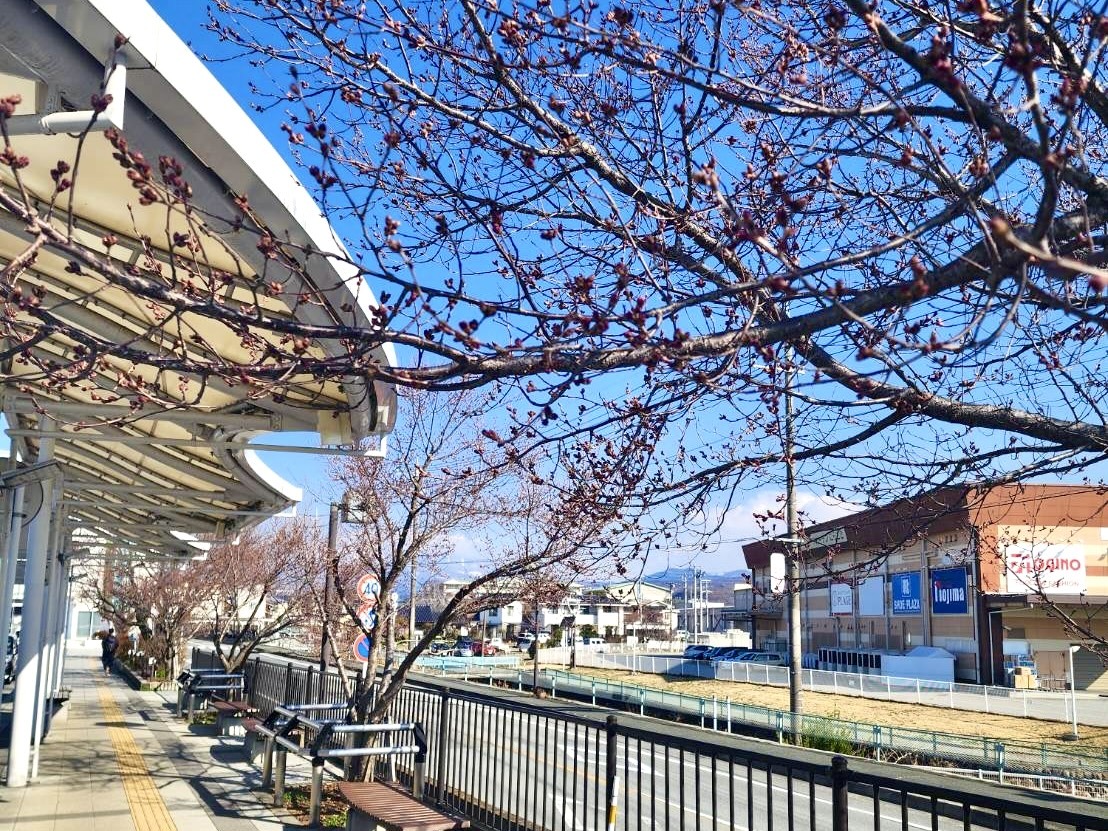 250321韮崎駅前広場桜
