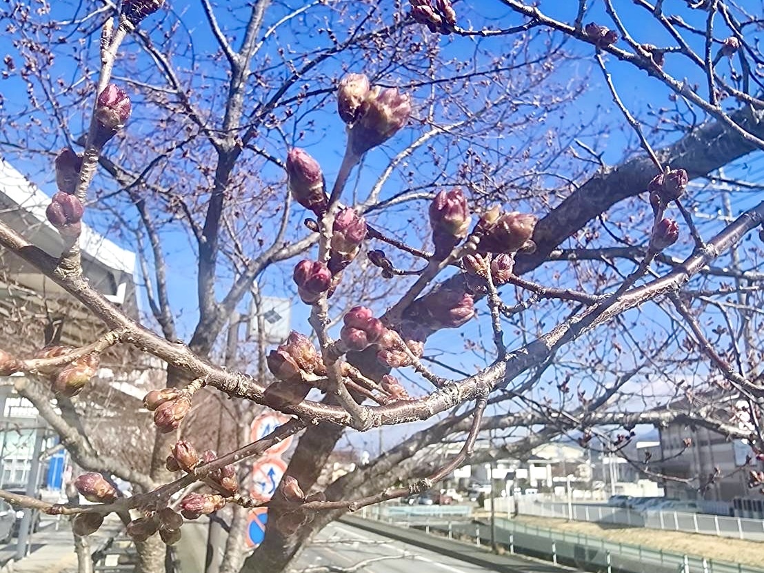 250321韮崎駅前広場桜