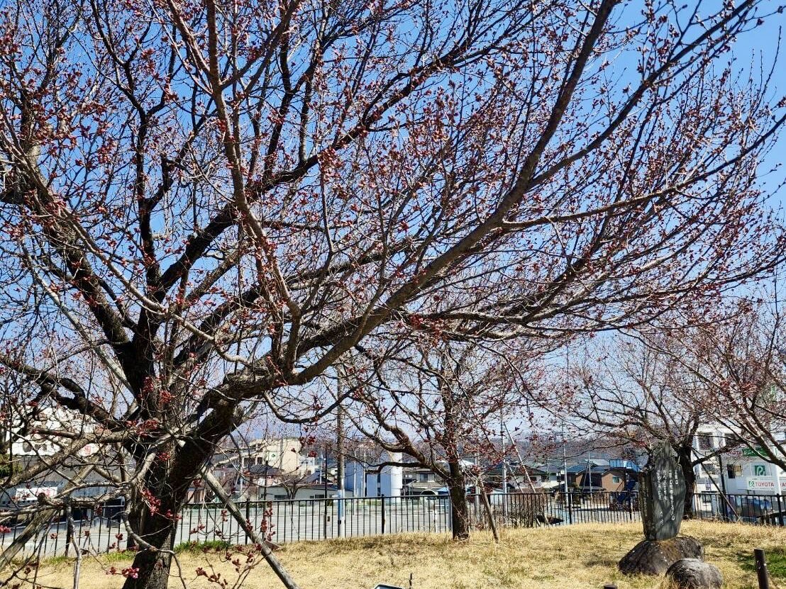 250322韮崎駅前広場桜