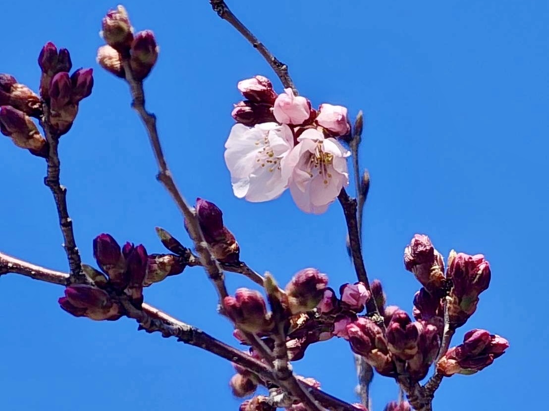 250322韮崎駅前広場桜