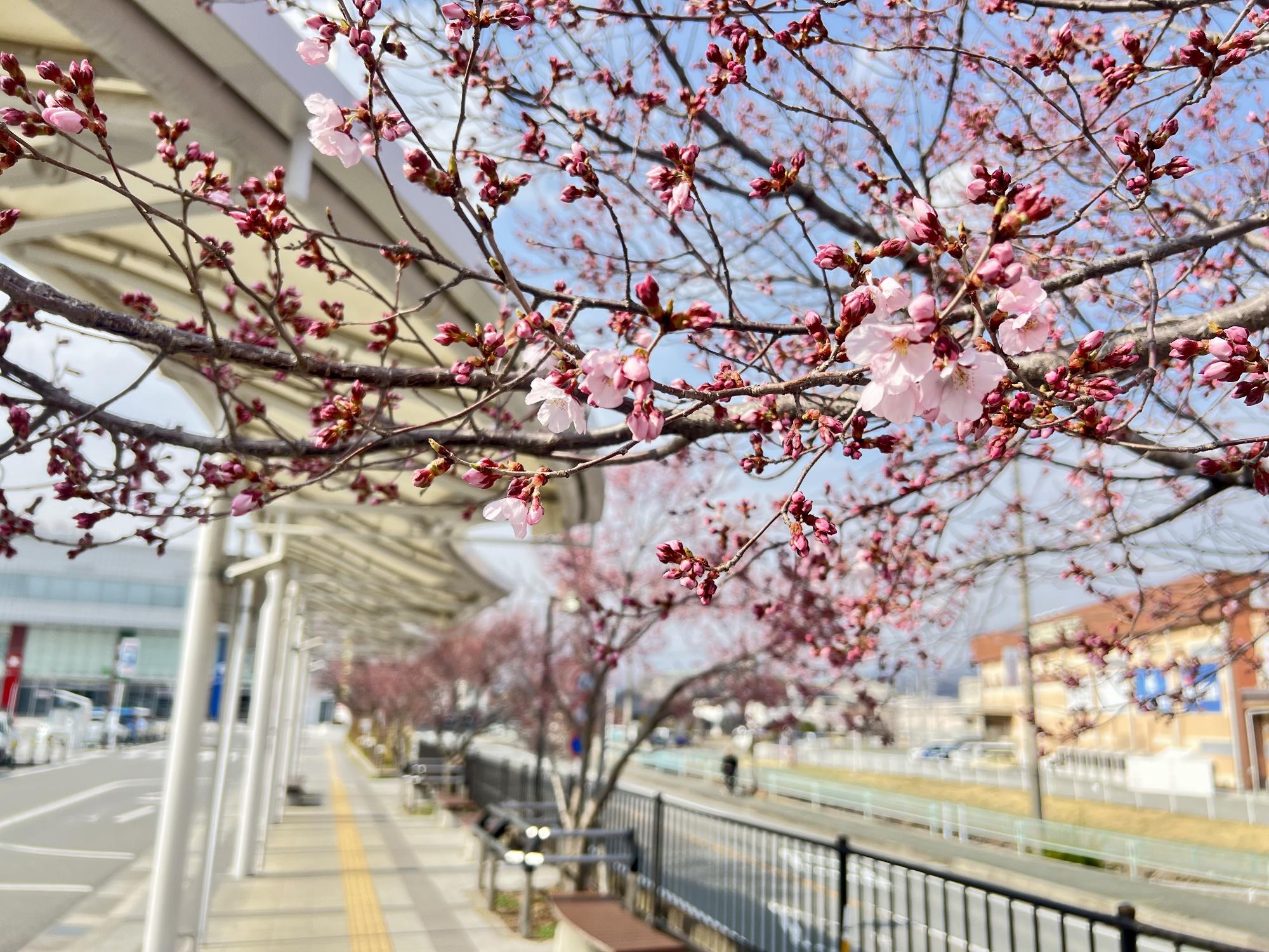 250324韮崎駅前広場桜
