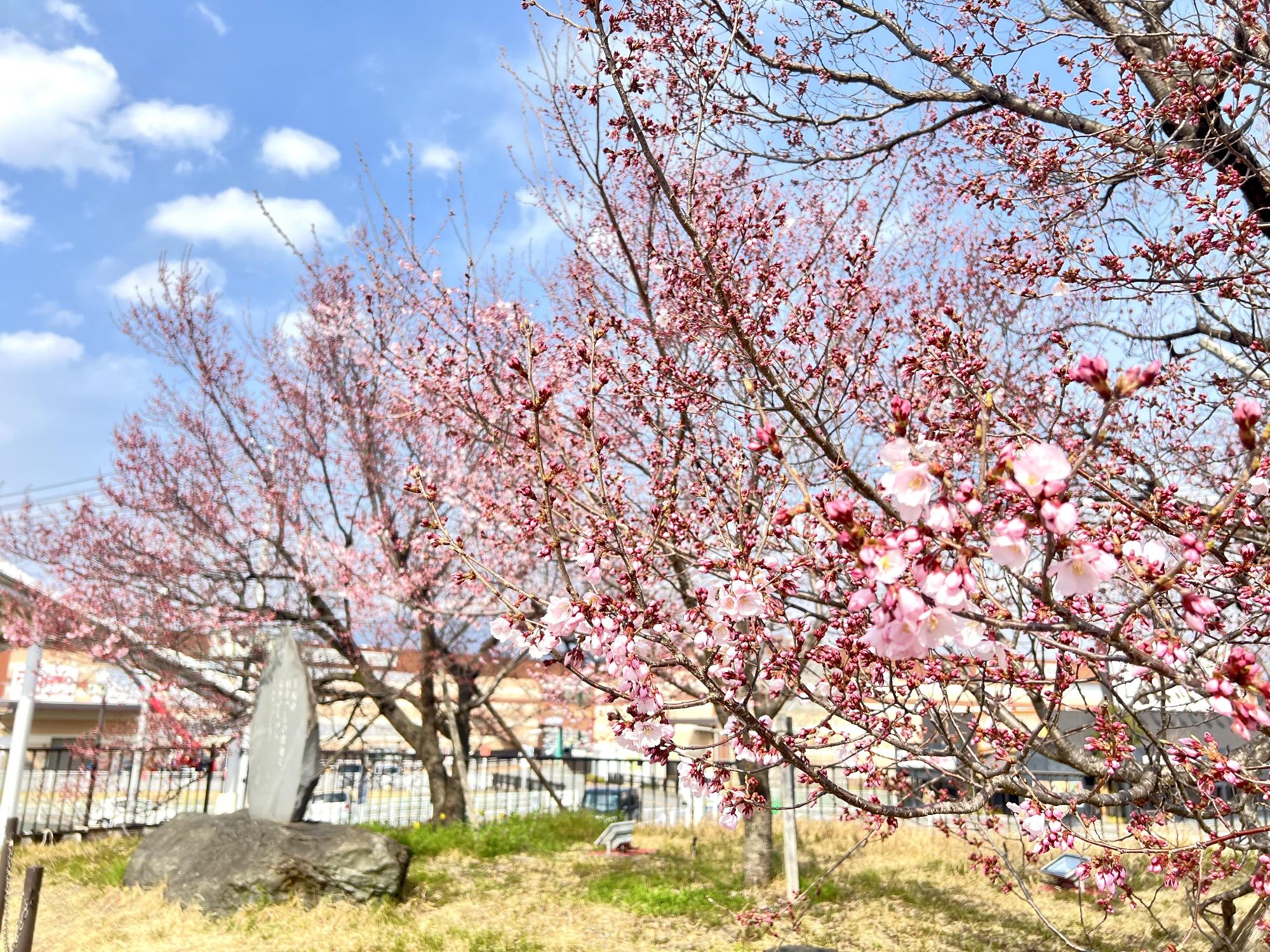 250324韮崎駅前広場桜