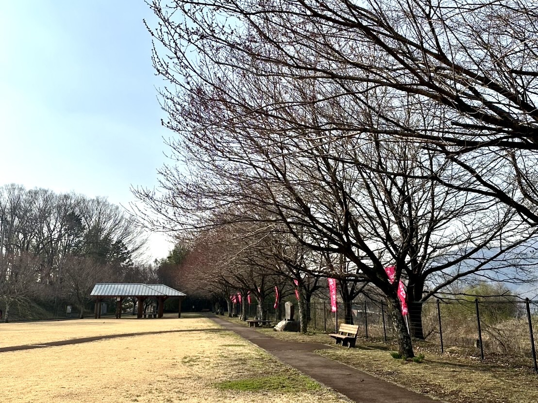 250325穴山さくら公園