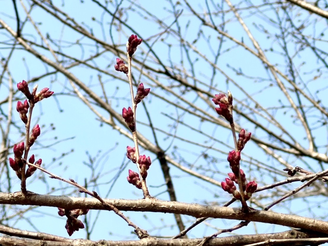 250325穴山さくら公園
