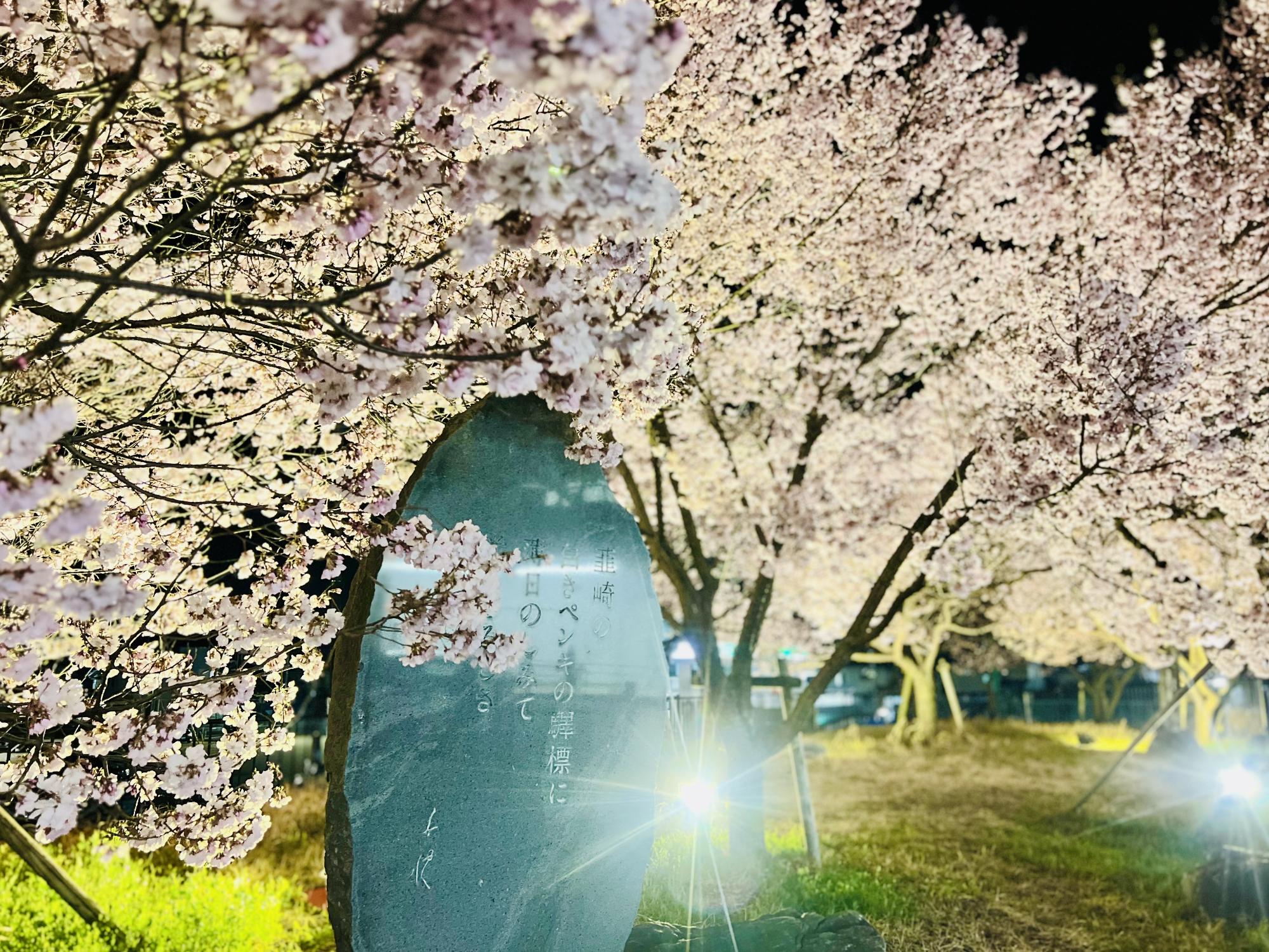 250326韮崎駅前広場の桜
