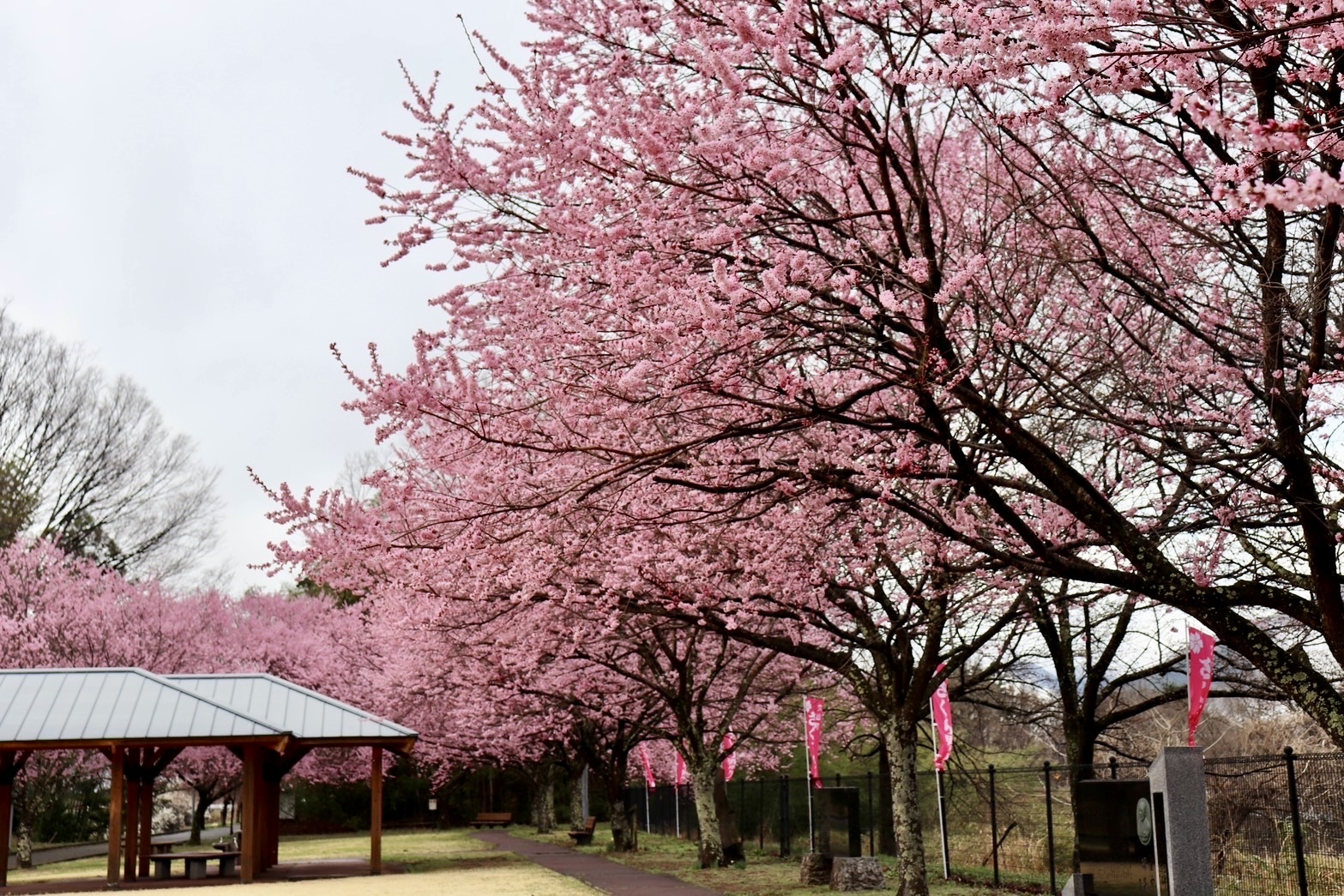250328穴山さくら公園