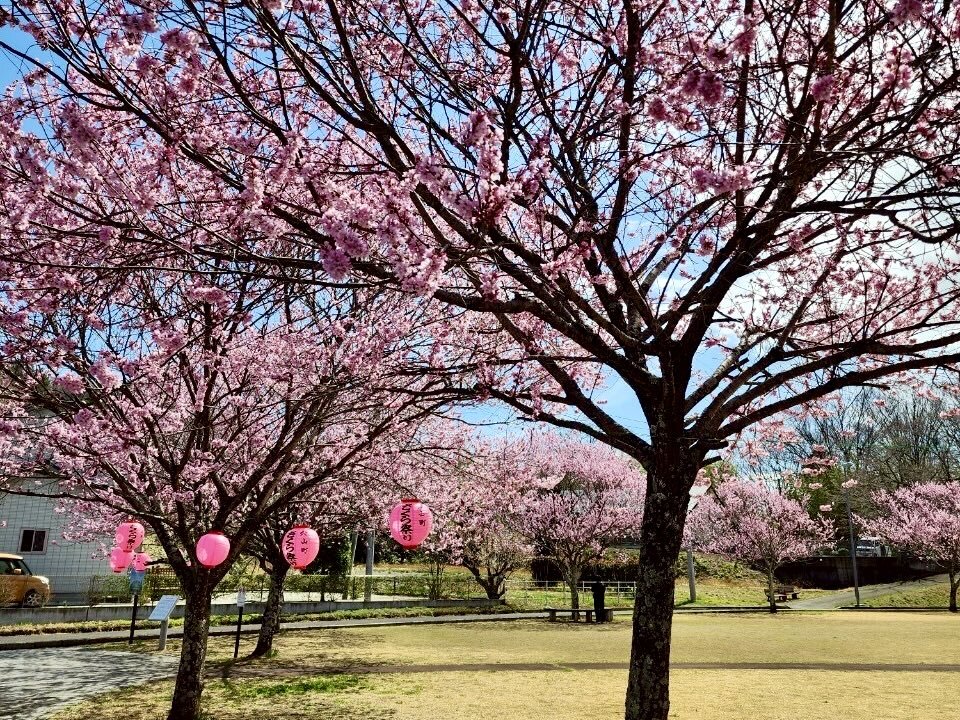 250328穴山さくら公園