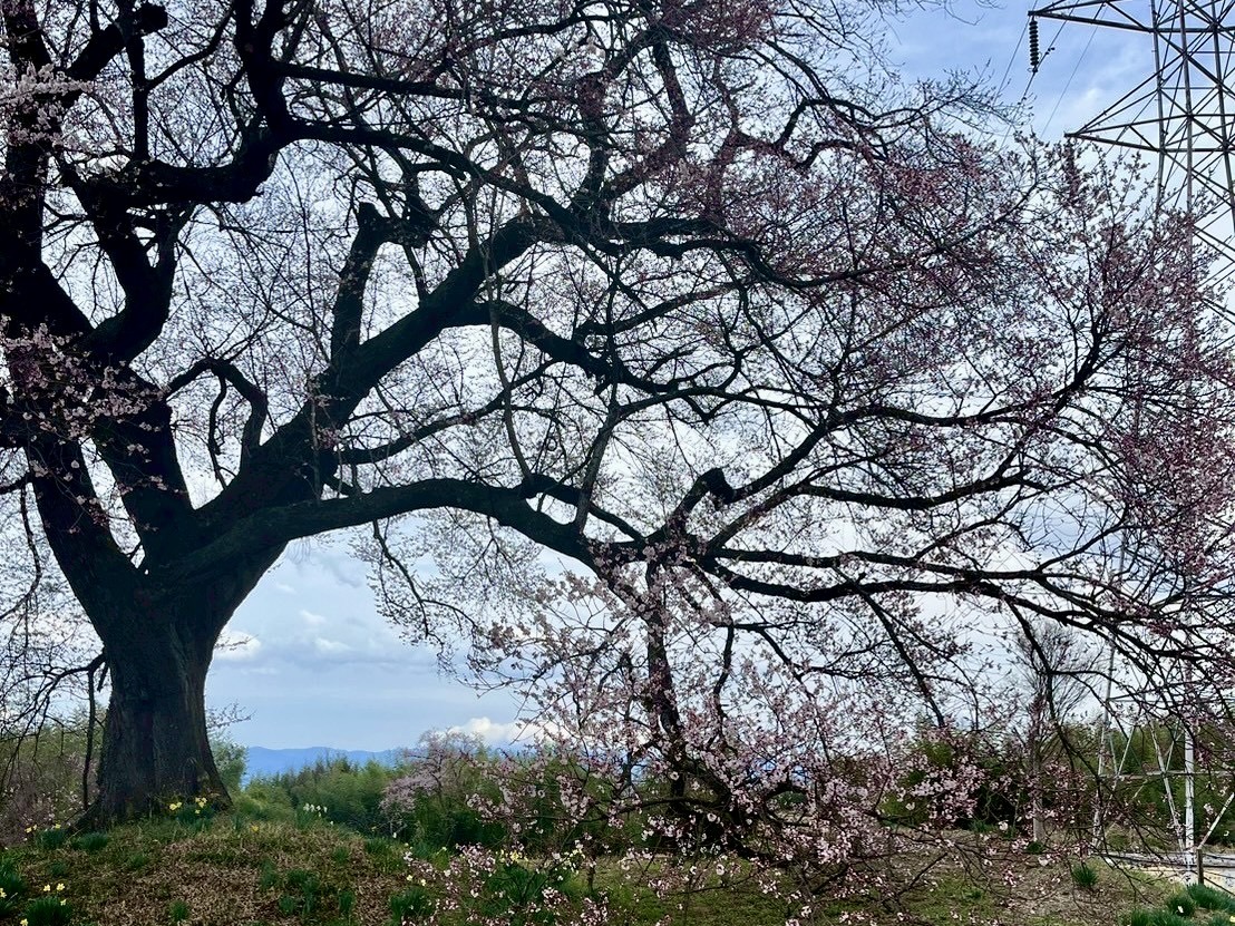 わに塚のサクラ