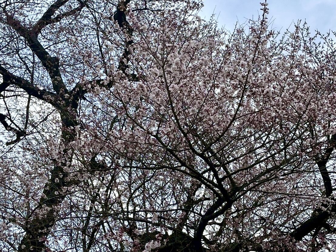 250328wanizukanosakura07