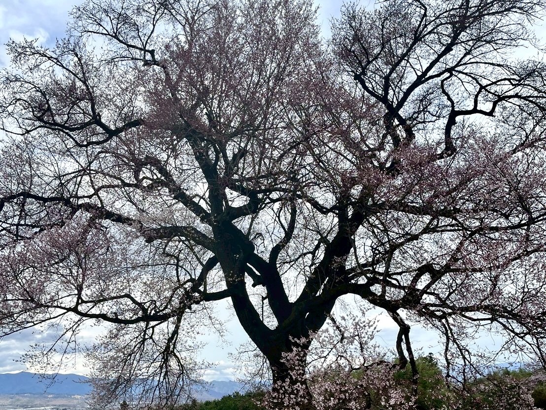 250328わに塚のサクラ