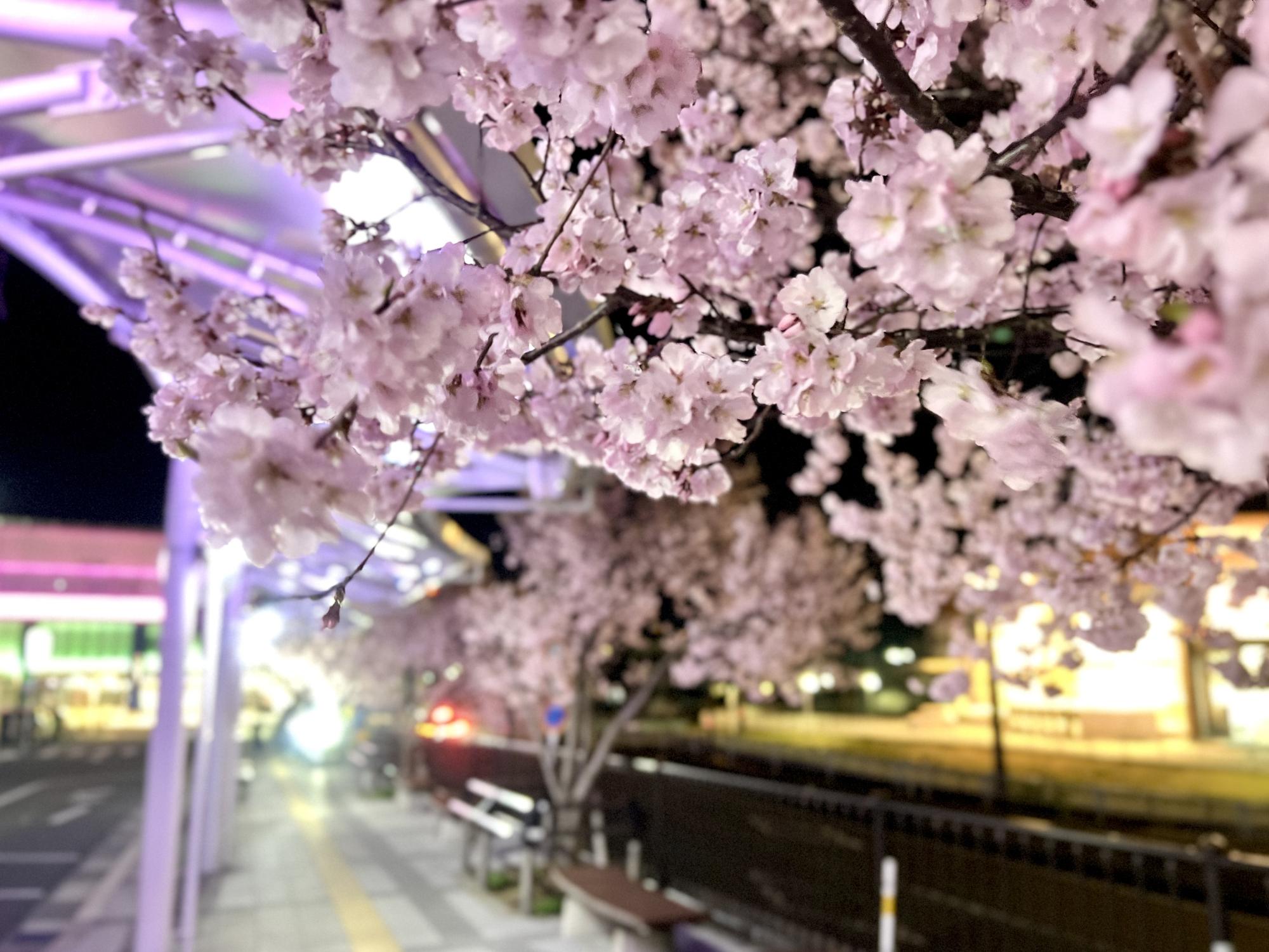 250326韮崎駅前広場の桜