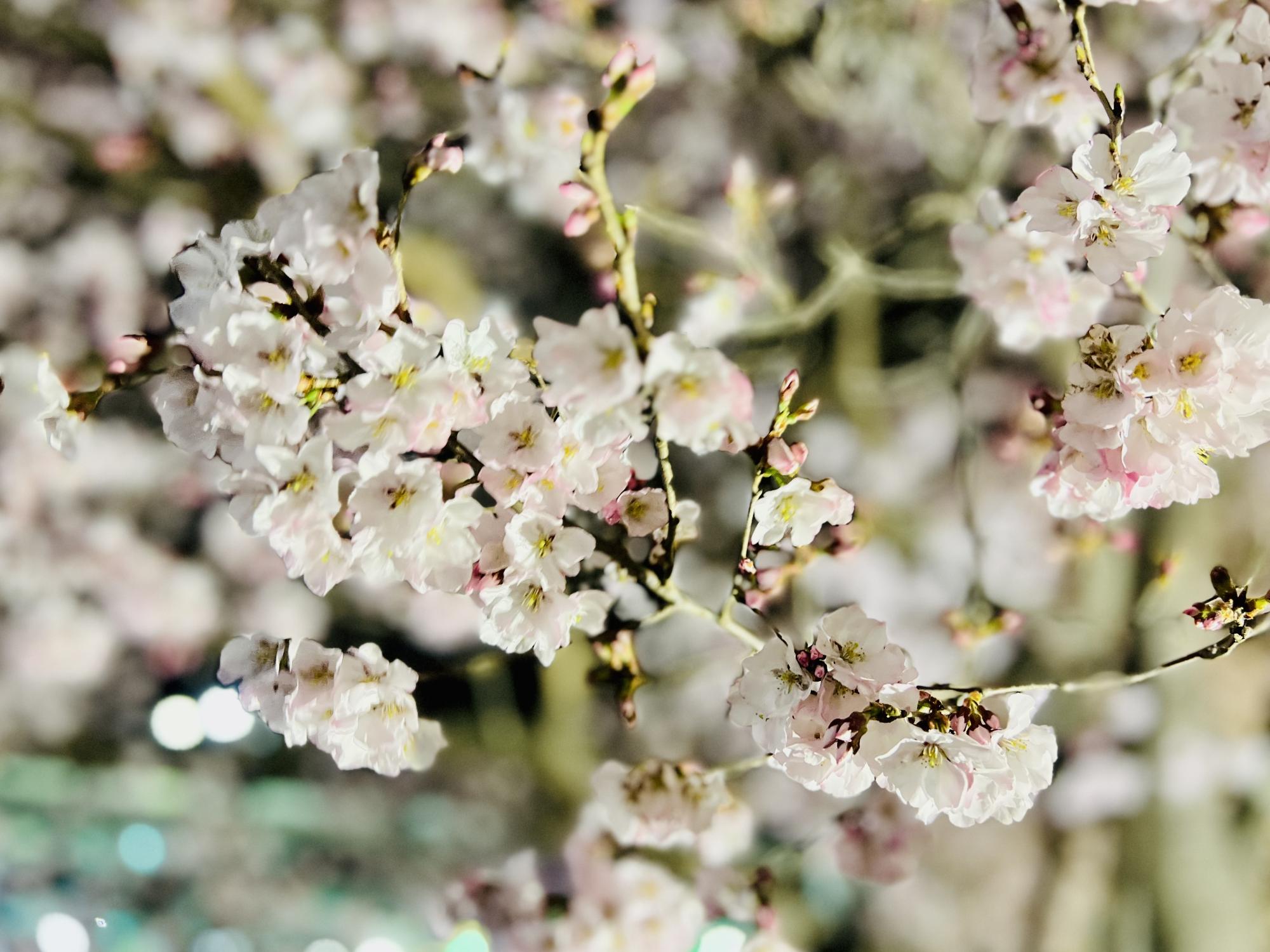 250326韮崎駅前広場の桜