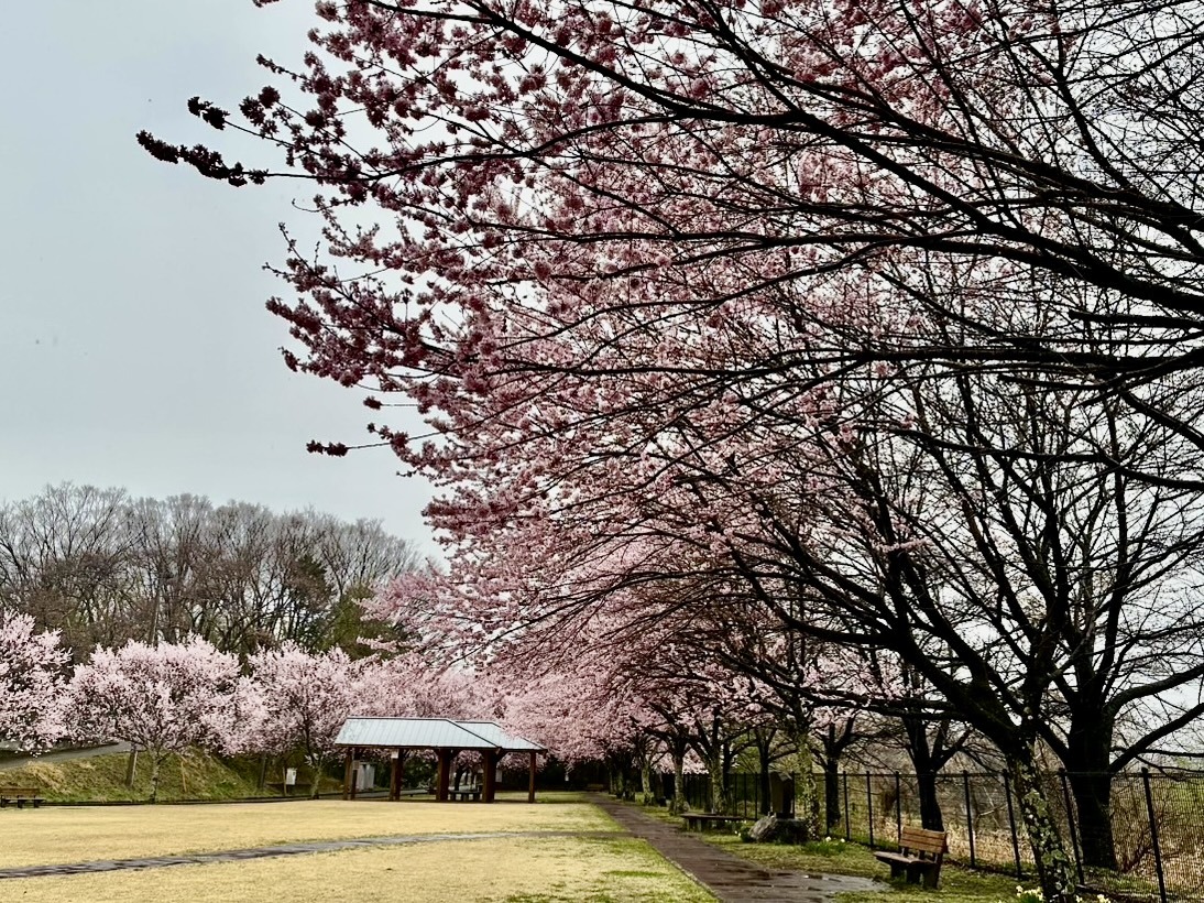 250401穴山さくら公園