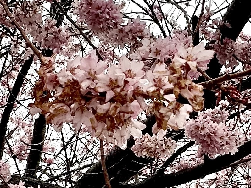 250401穴山さくら公園