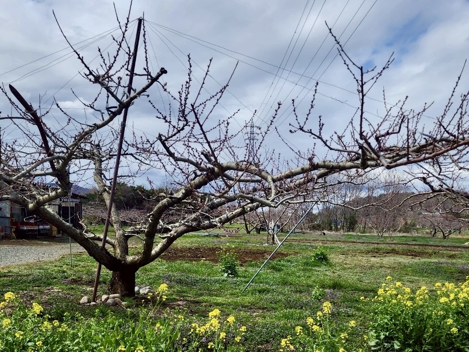 250402新府桃源郷