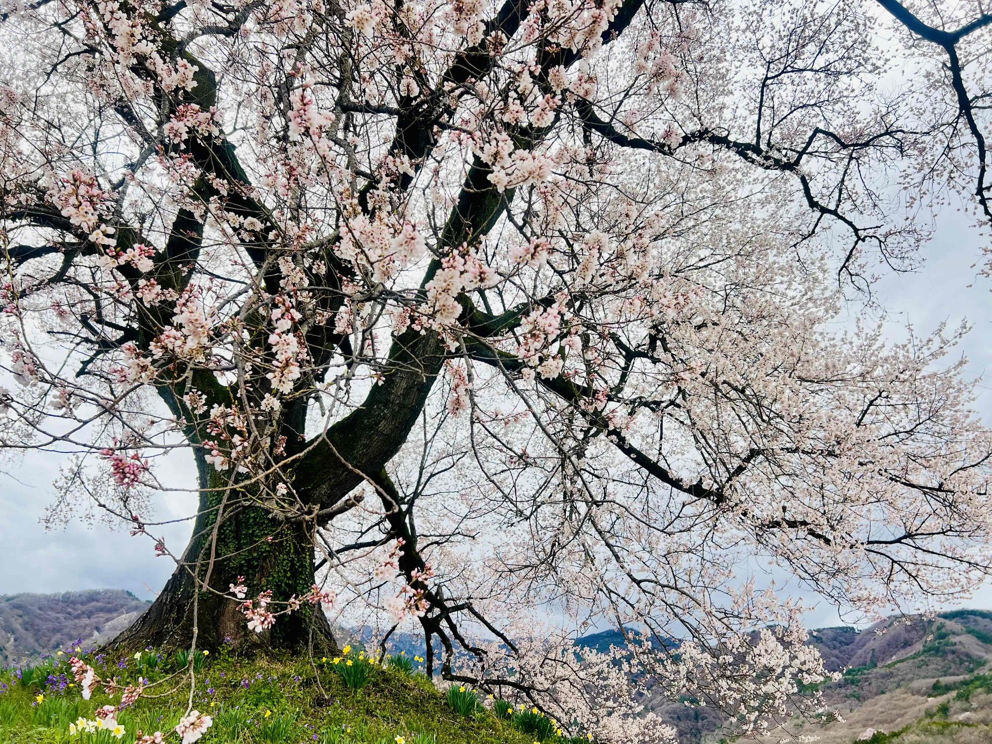 250402わに塚のサクラ