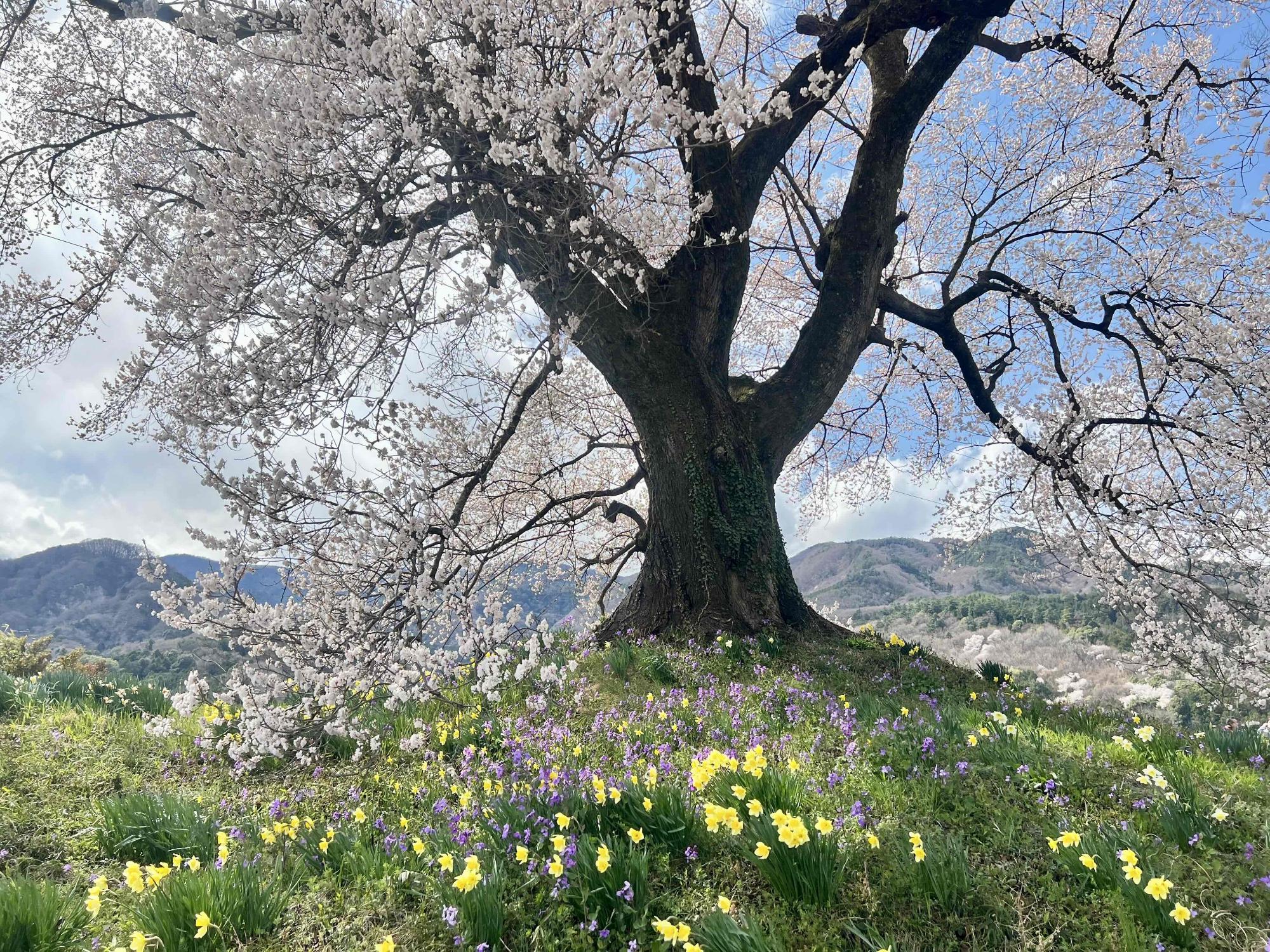 250404わに塚のサクラ