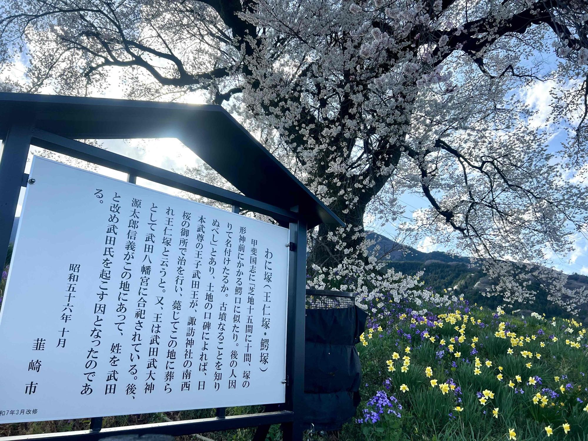 250406わに塚のサクラ