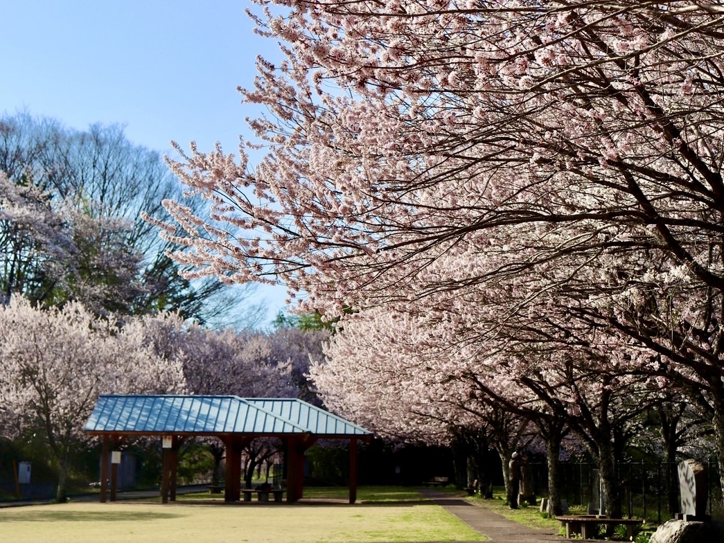 2550407穴山さくら公園