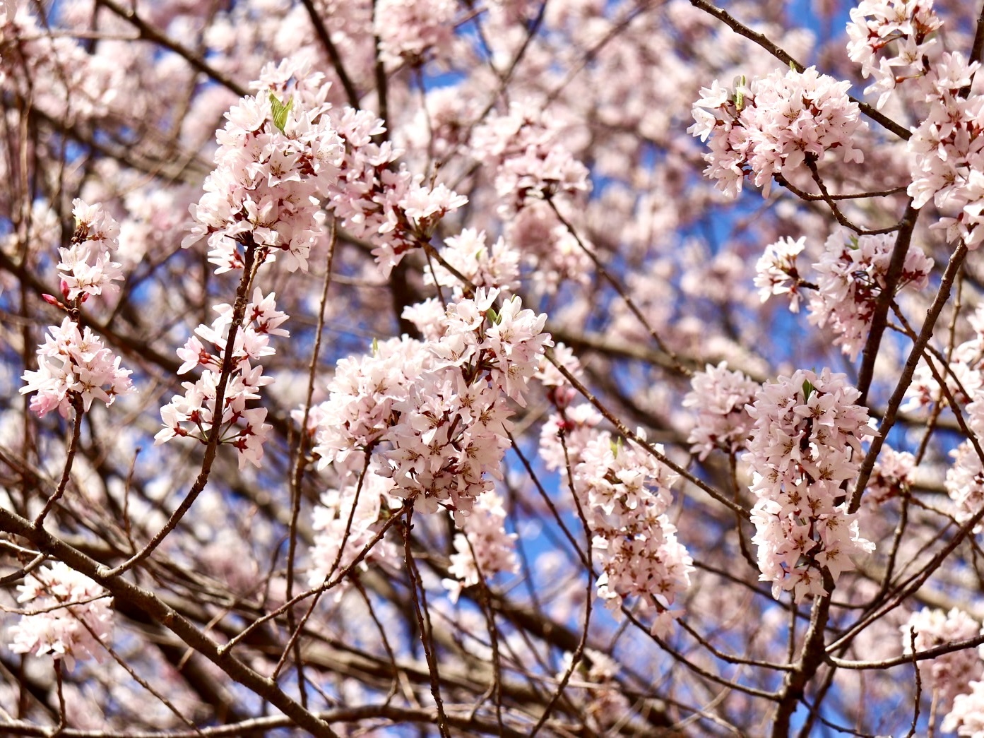 250407穴山さくら公園