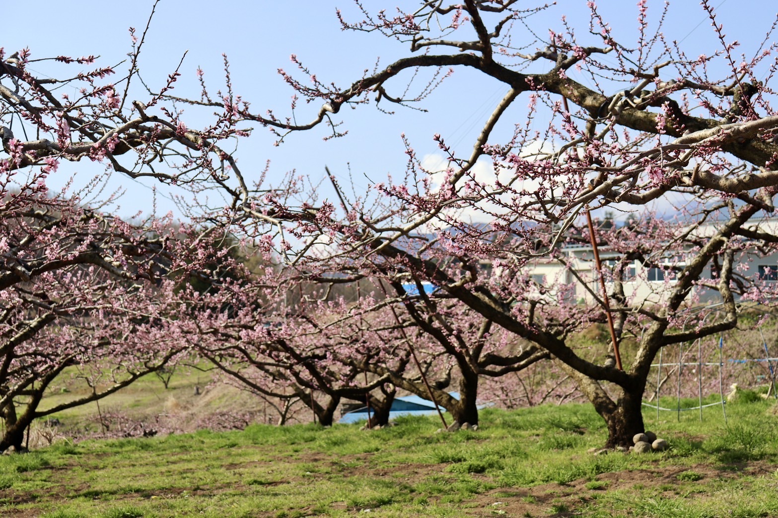 250407新府桃源郷