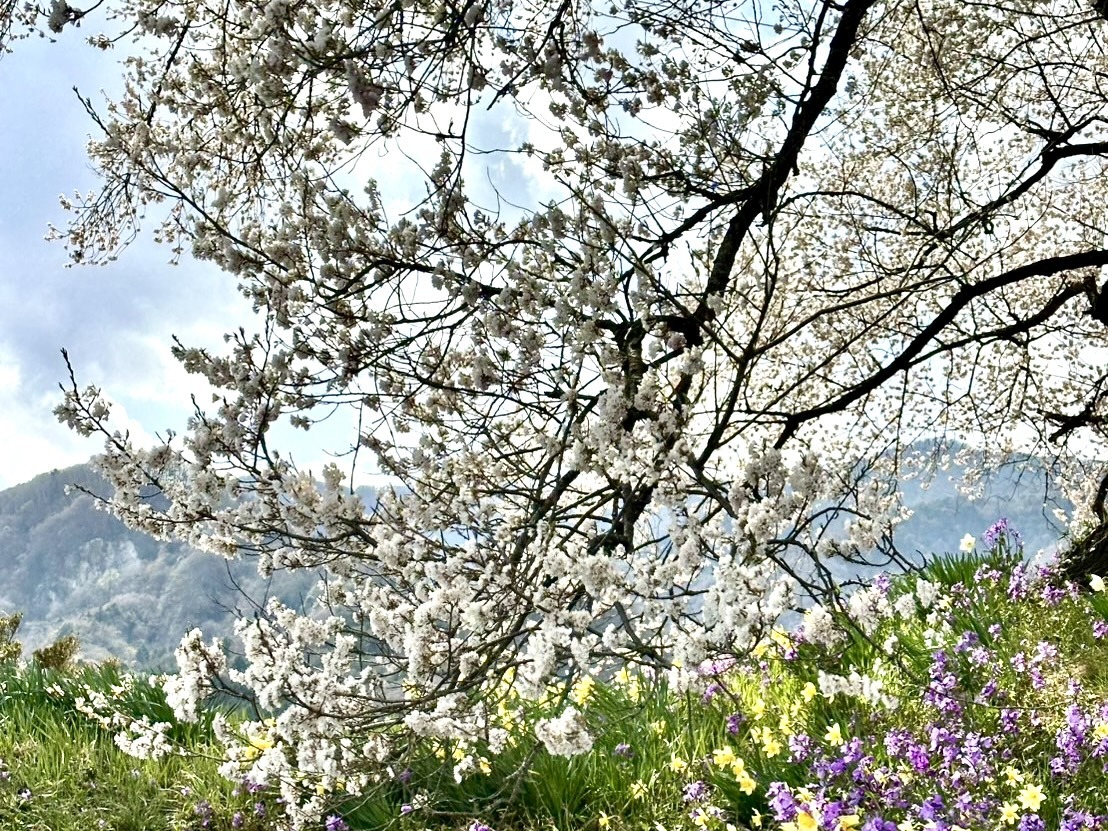 250407わに塚のサクラ