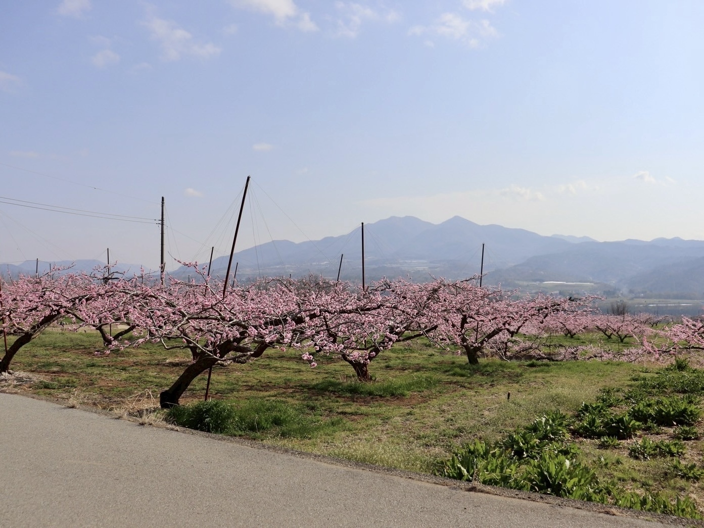 250410新府桃源郷