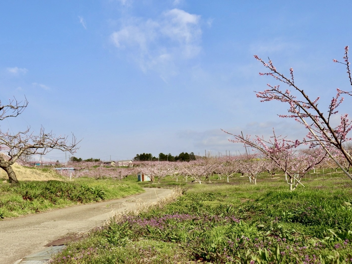 250410新府桃源郷