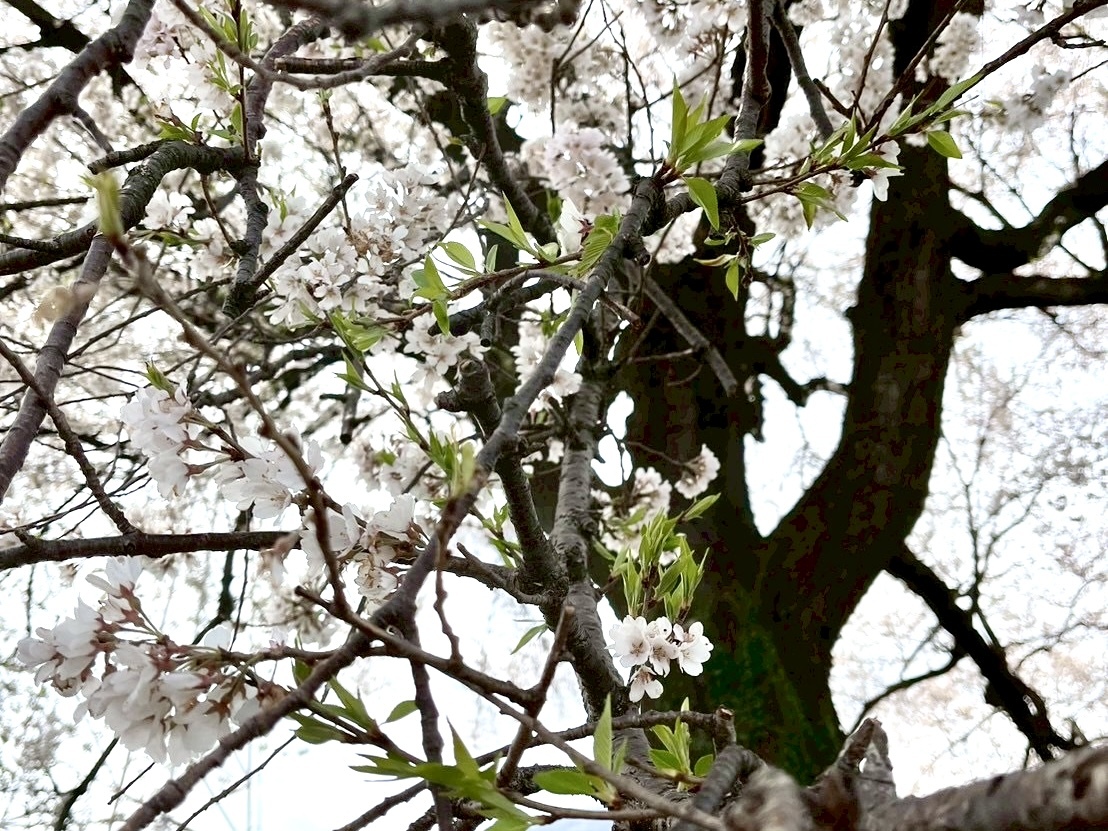 250410わに塚のサクラ