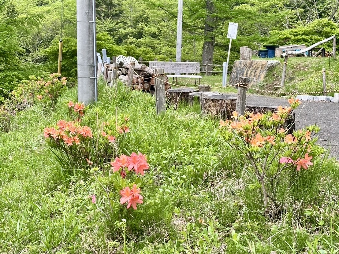 250518さわら池レンゲツツジ