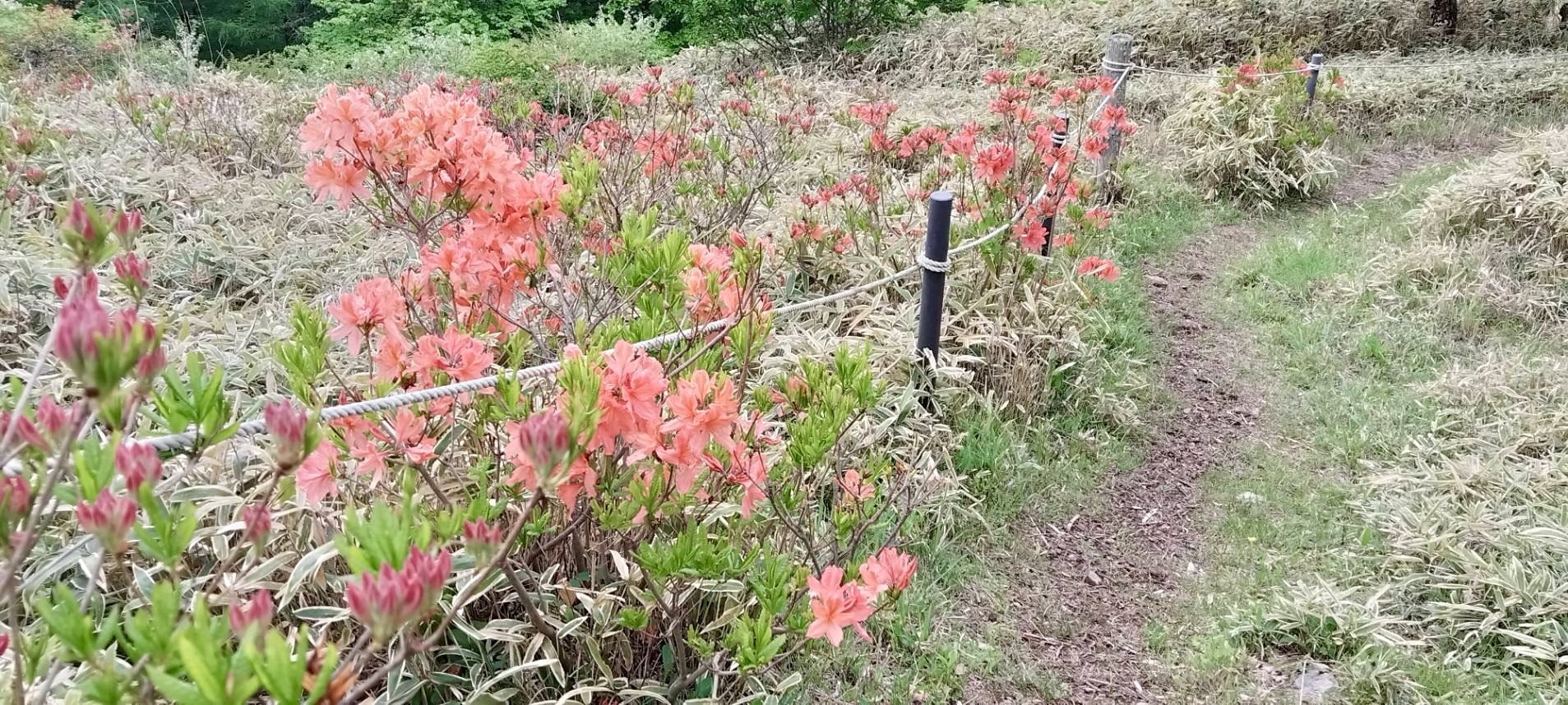 250529甘利山のレンゲツツジ