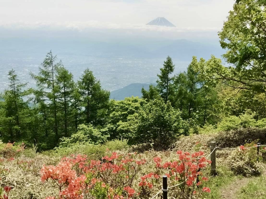 25050602甘利山のレンゲツツジ