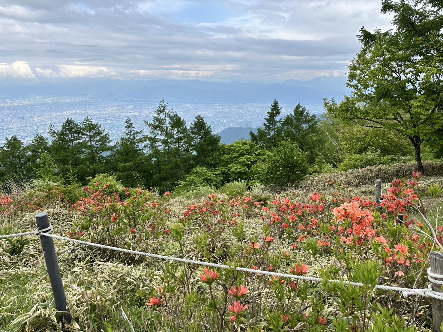 250602甘利山のレンゲツツジ