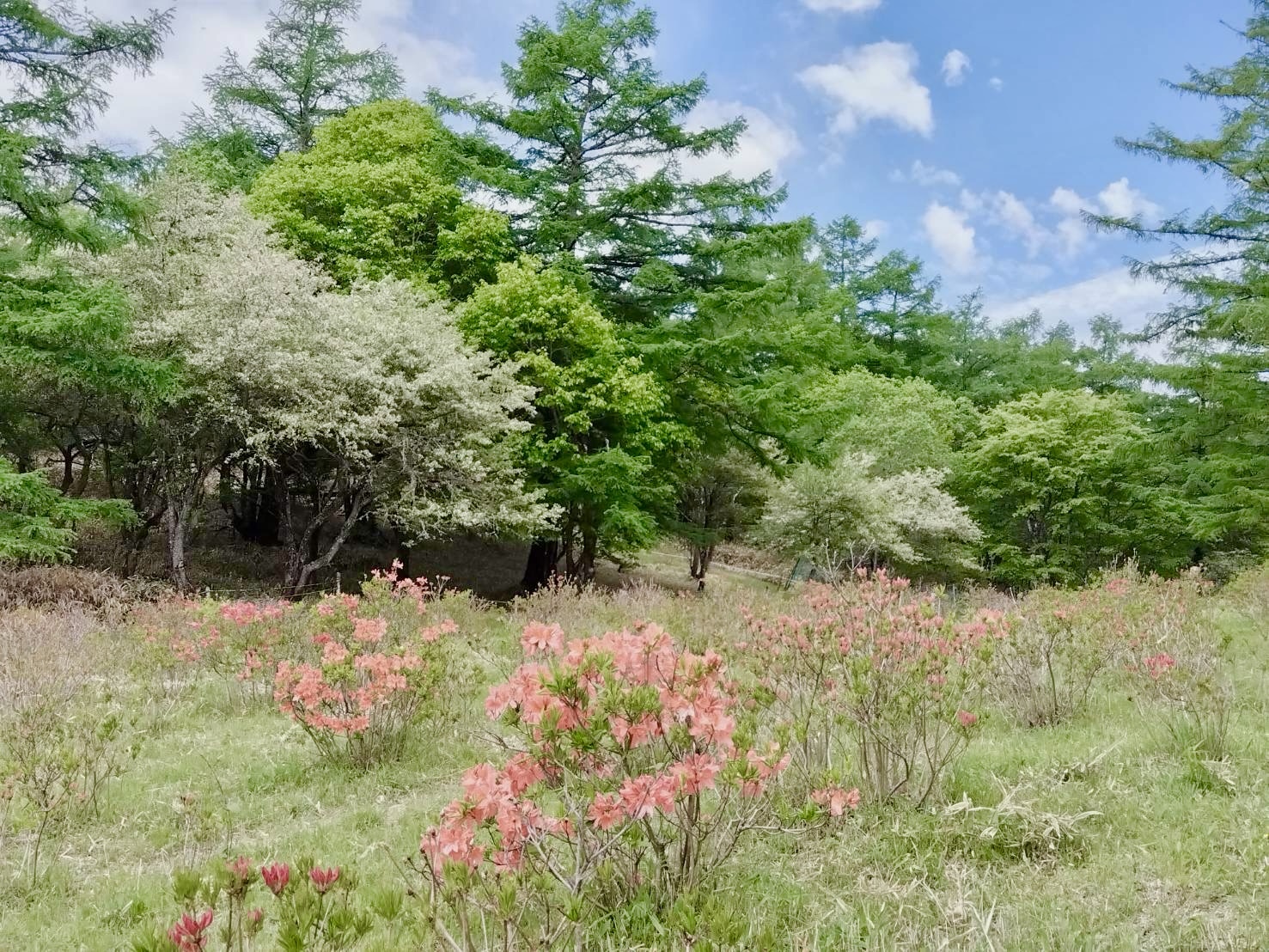 250604甘利山のレンゲツツジ