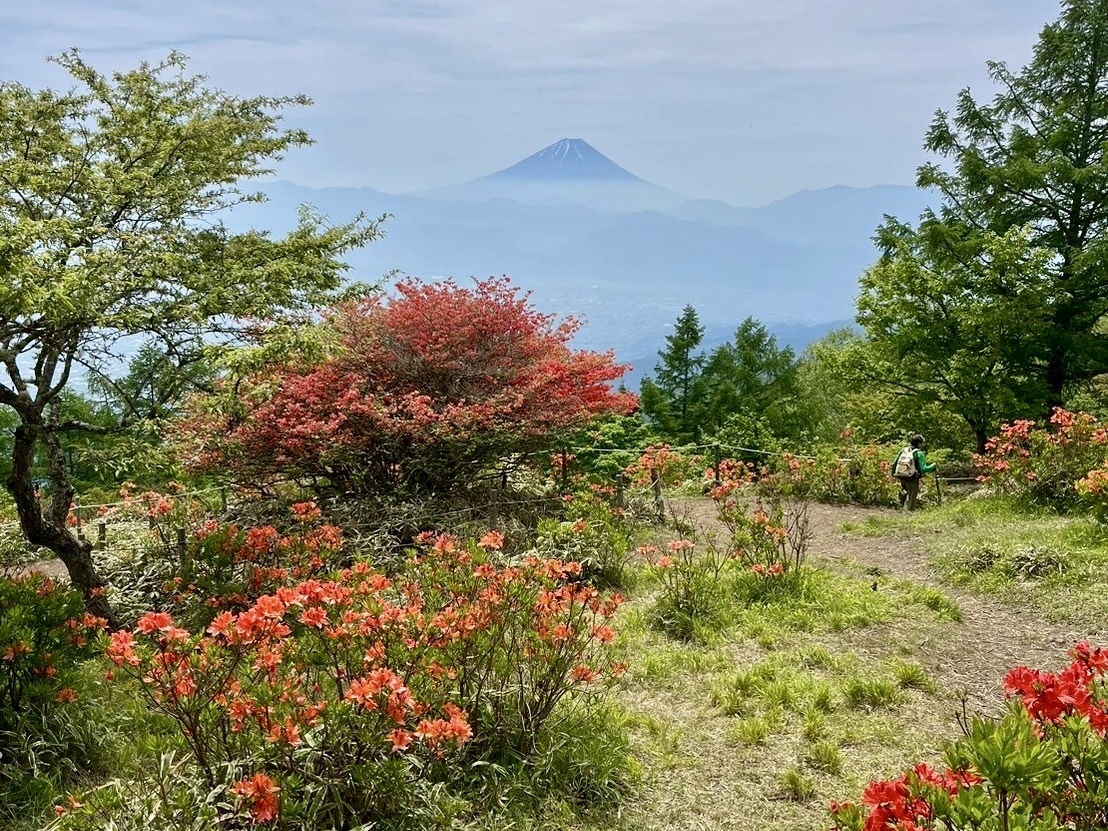250606甘利山レンゲツツジ