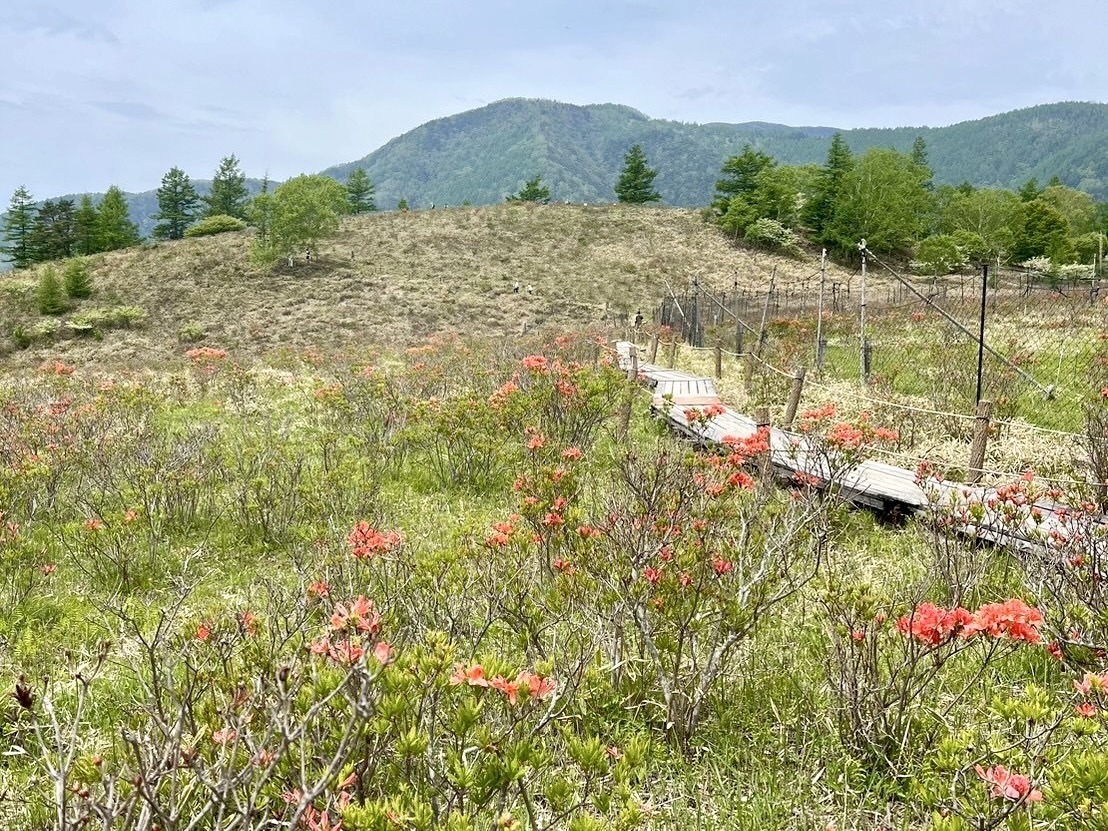 250606甘利山レンゲツツジ