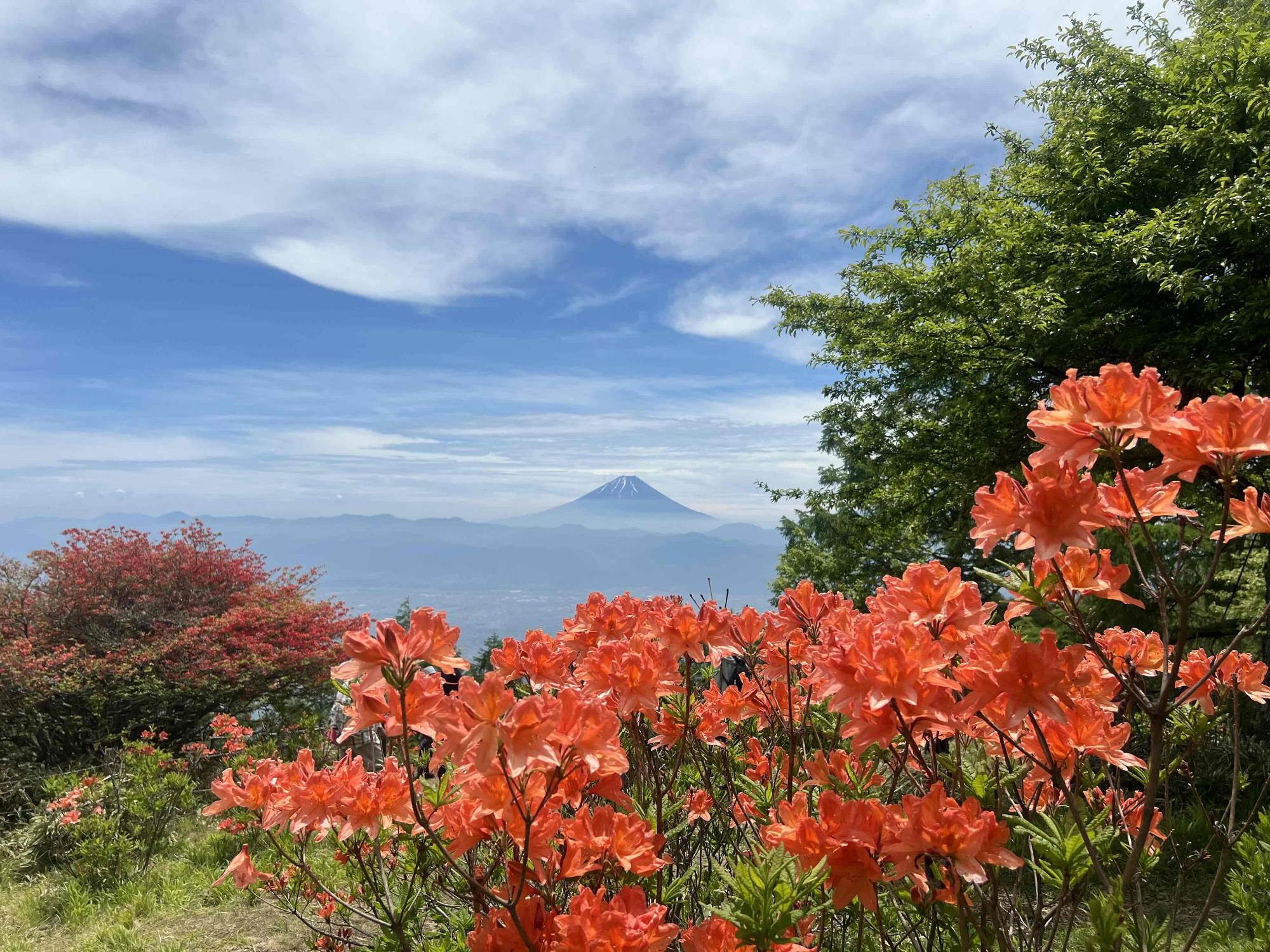 250607甘利山レンゲツツジ