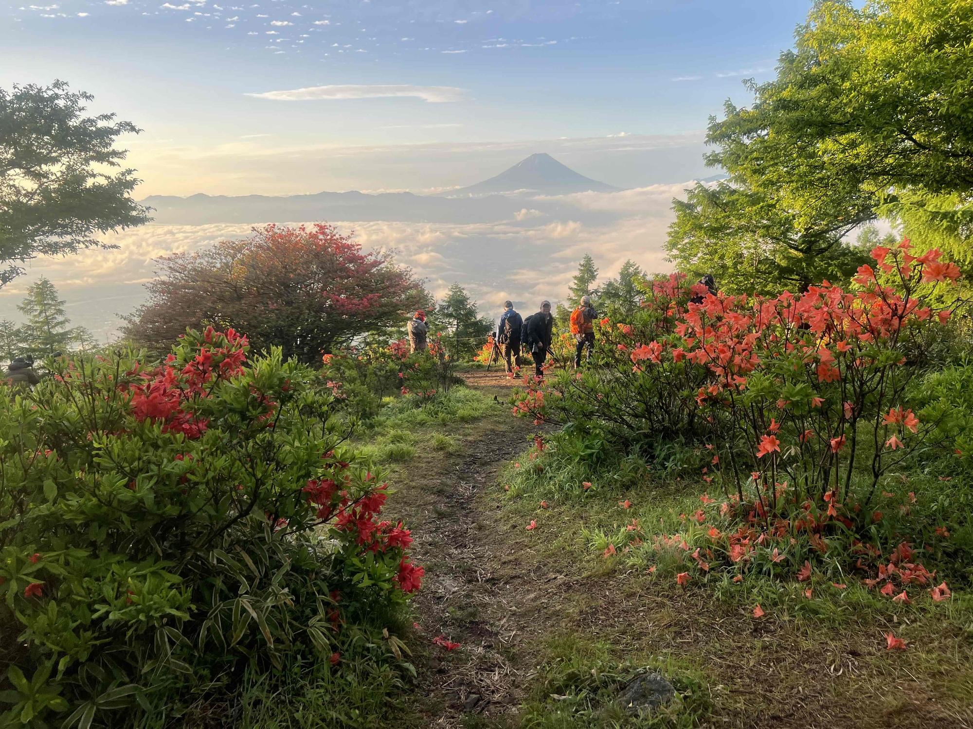 250612甘利山レンゲツツジ