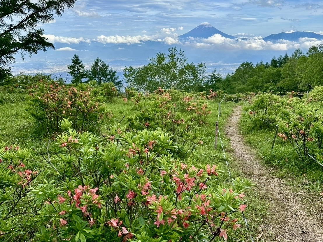 250616甘利山レンゲツツジ