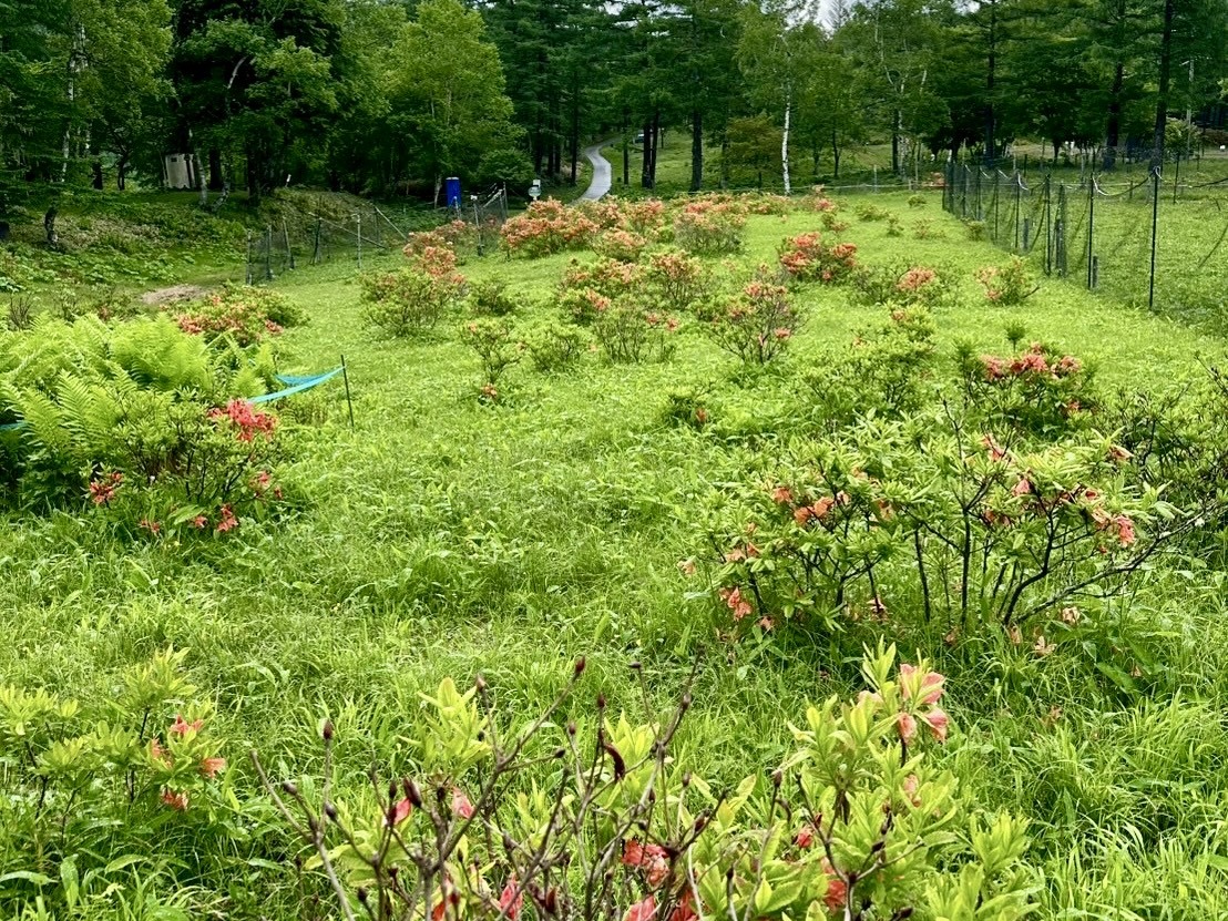 250616甘利山レンゲツツジ