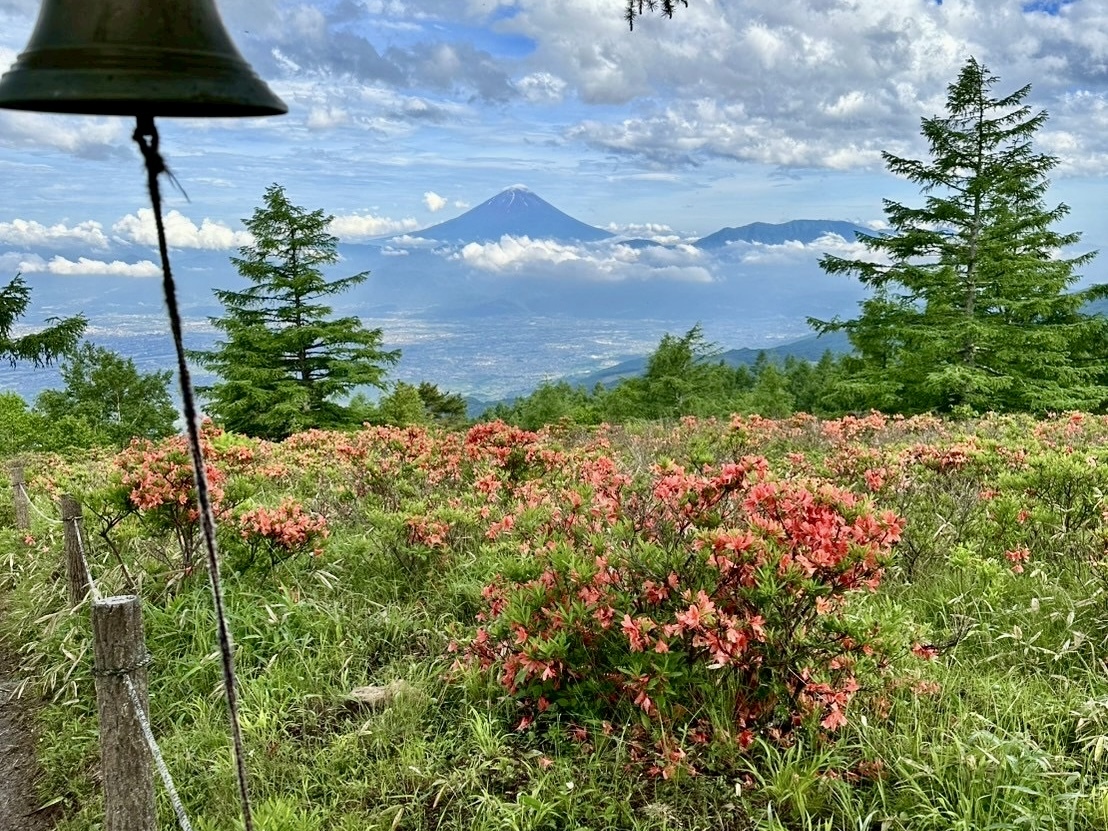 250616甘利山レンゲツツジ