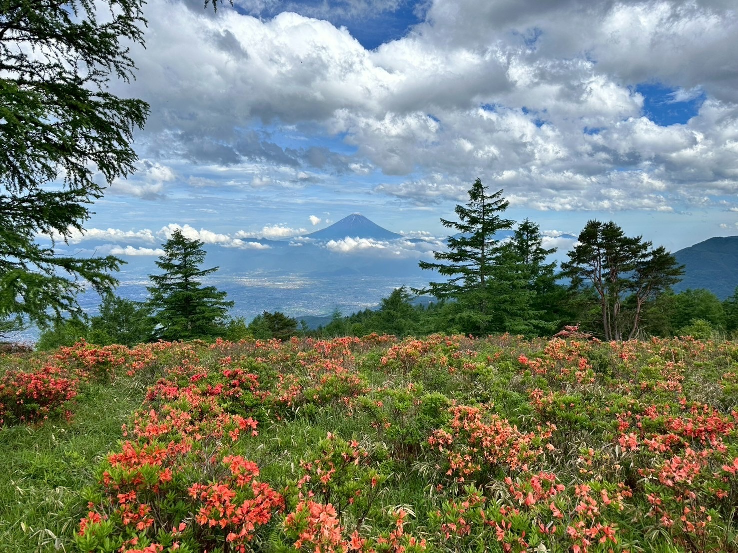 250616甘利山レンゲツツジ