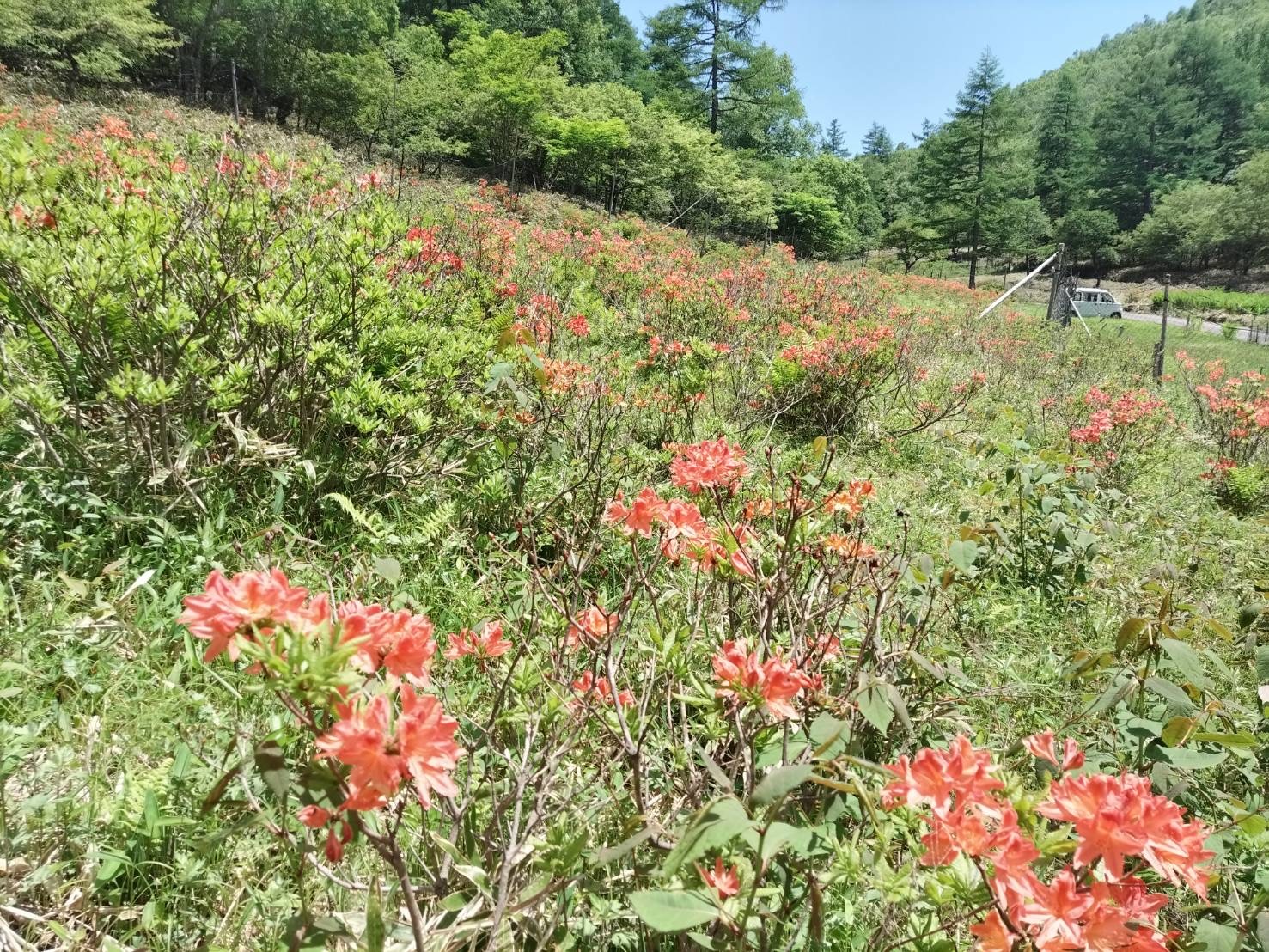 250618甘利山レンゲツツジ